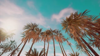 Palm trees at sunset light